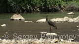 Video of Black Stork - Black Stork hunting fish in Arda river, Bulgaria